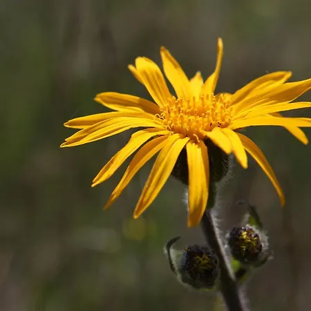 בית הארחה Arnica Montana *